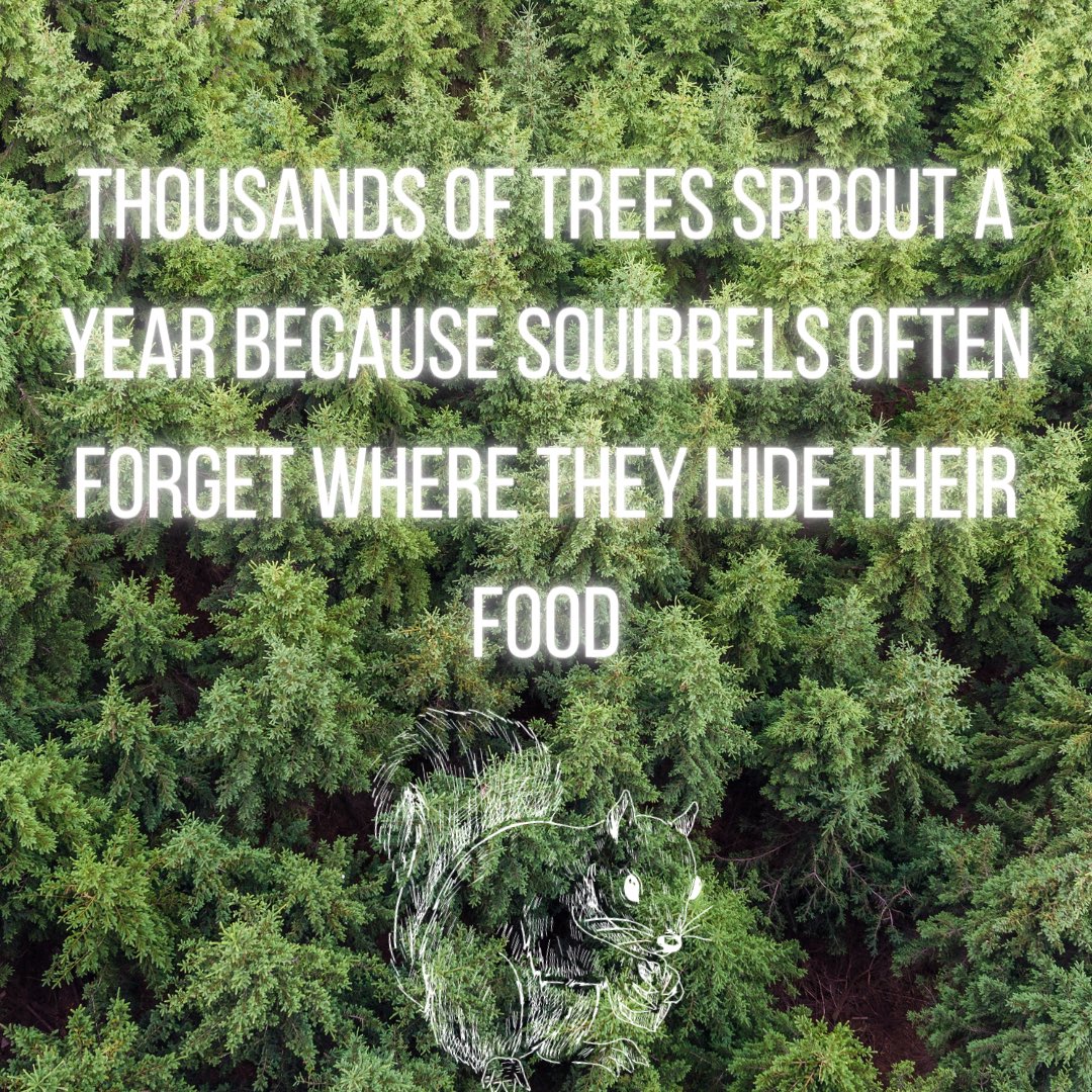 scmh2021's tweet photo. Another fact to make you smile! 

#mentalhealth #mentalhealthawareness #mentalhealthmatters #squirrley https://t.co/CODIXTkWln