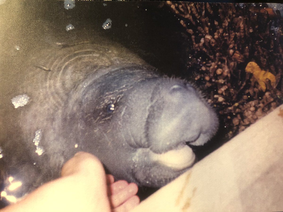 For everyone who was at #BookBingo tonight, here is Woody! The windy manatee!!

@MaisieWrites @ANewChapterBks