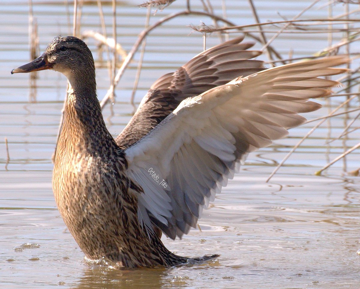 Octavi_Toto's tweet photo. Caminar, observar y 📷capturar
#CollVerd #Pato #Naturaleza #Biodiversidad
Coll verd. Anas platyrhynchos. Hembra
Ánade real o azulón
Elevación desplegando alas
Entorno #ParqueNaturalLaAlbufera de #Valencia
@albufera @DevesaAlbufera @GVAparcs
@SEO_BirdLife @worldbirds32
😷📸 https://t.co/AVnIwh9i2g