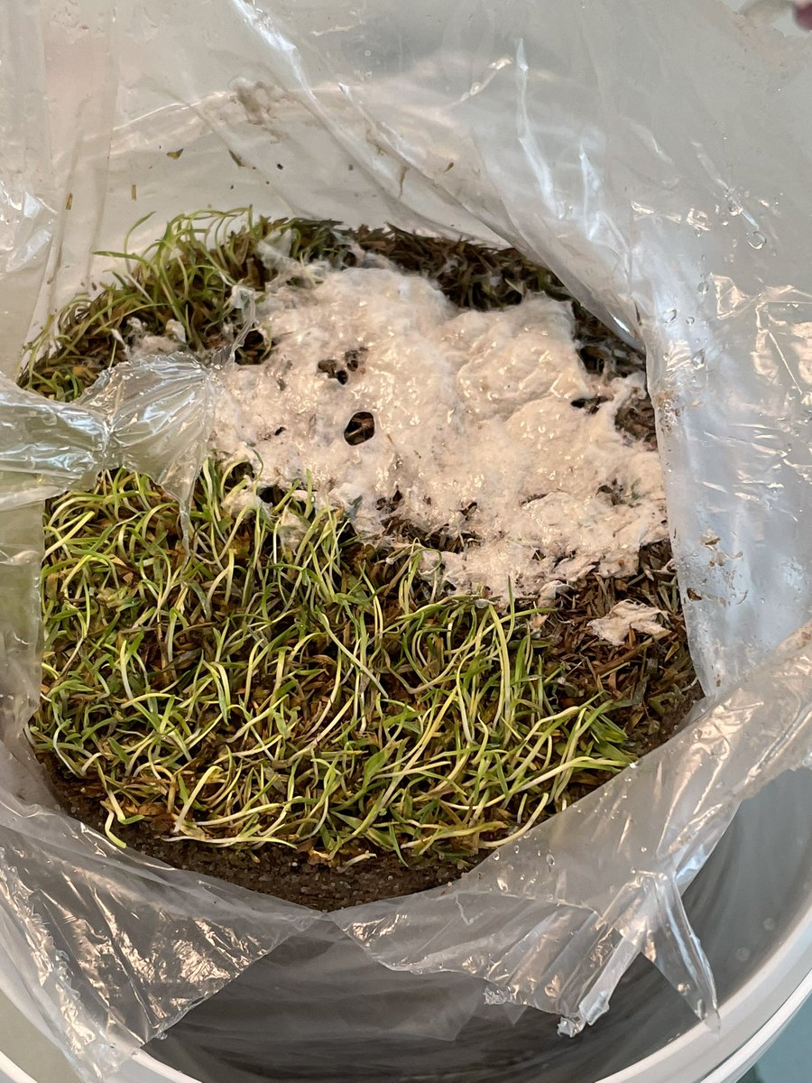 CarstenMarker's tweet photo. Sending loads of soil samples of for testing to Lagan Valley Scientific to Dr. Deborah Cox🍄 so we can learn from science to help our customers develop the best possible strategies to go chemical free #tourturf #emarker #greenkeeping #nematodes #pathogenicfungi #pesticidefree https://t.co/gXvb3D9rc8