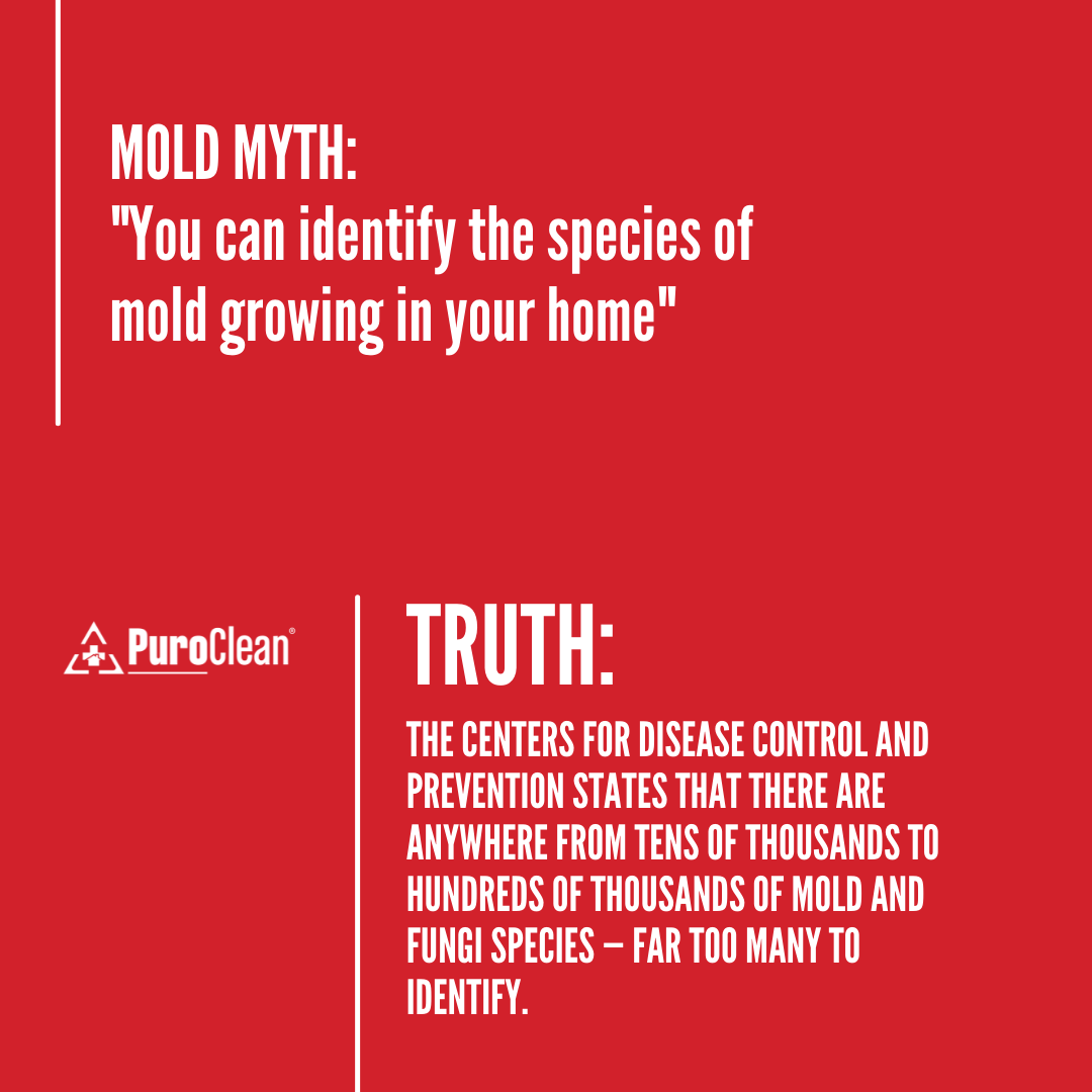 PuroCleanUnion's tweet photo. Mold- a lot of us have it, but many of us don't understand it. In our "Mold Myths" series, we will go over some common misconceptions, and help you become a better informed homeowner. For any additional questions, do not hesitate to give us a call at 908-577-9120 https://t.co/xomdooOl2t