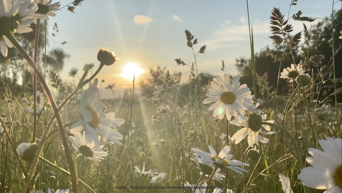 plumtreecoop's tweet photo. If you haven’t been to Roundshaw Local Nature Reserve you must go NOW! Just cross the Highfield Road to our neighbouring Sutton council and admire thousands of daisies 🤩🌿🤩
#iaminheaven #daisyflower #roundshaw #localnaturereserve #purley #localwalks https://t.co/l7QNObP9SH