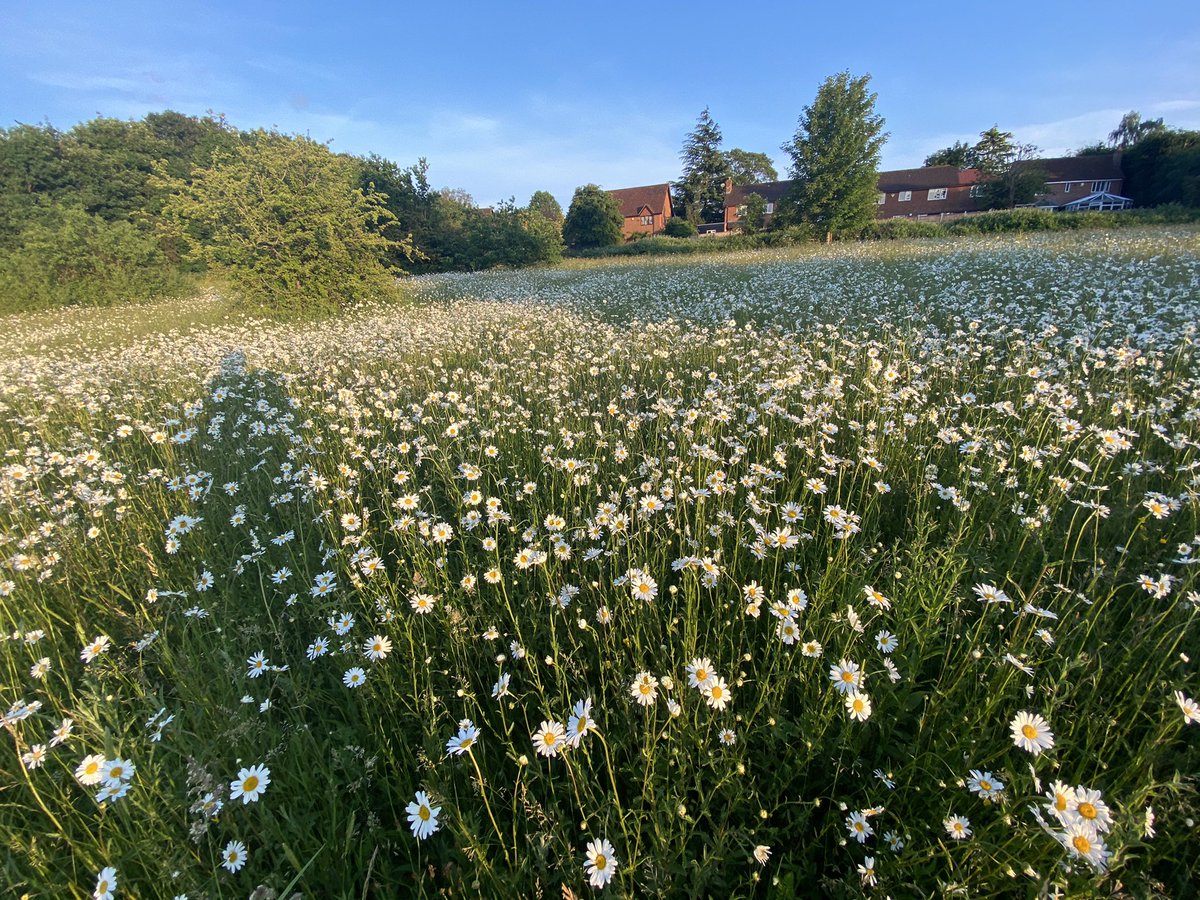 plumtreecoop's tweet photo. If you haven’t been to Roundshaw Local Nature Reserve you must go NOW! Just cross the Highfield Road to our neighbouring Sutton council and admire thousands of daisies 🤩🌿🤩
#iaminheaven #daisyflower #roundshaw #localnaturereserve #purley #localwalks https://t.co/l7QNObP9SH