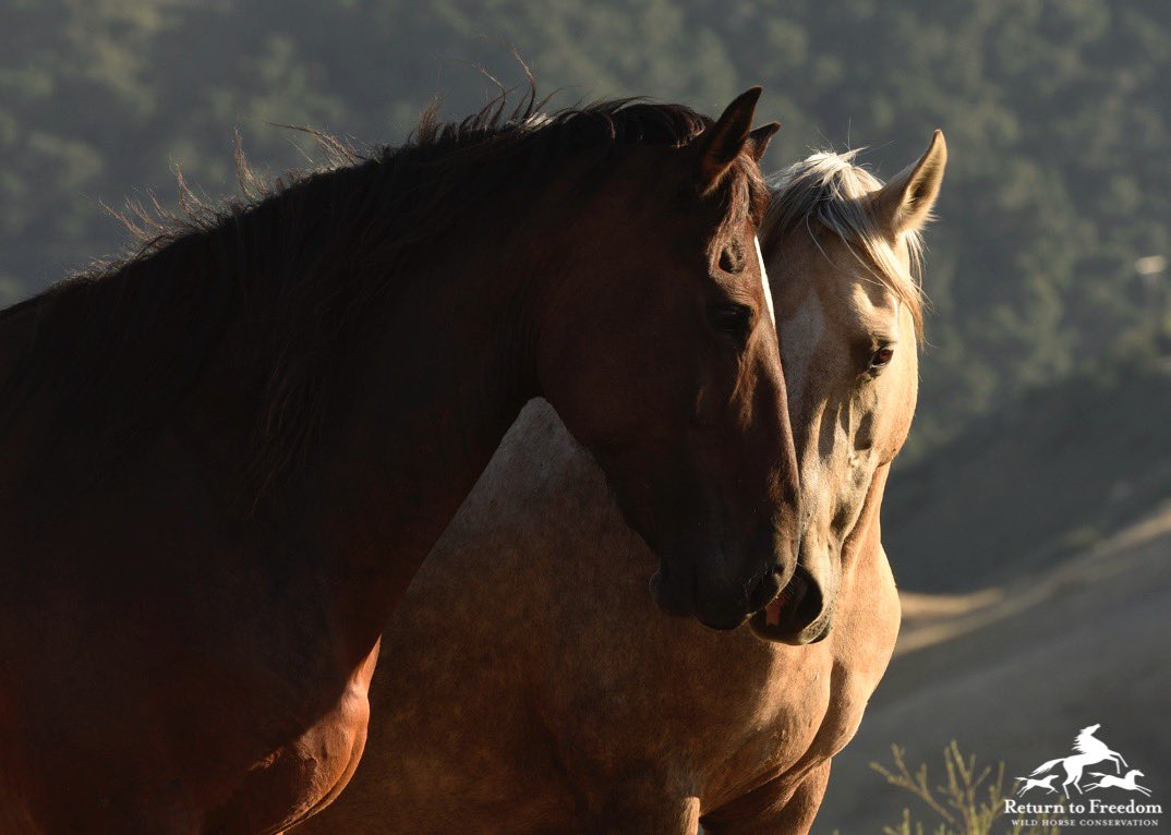 ReturnToFreedom's tweet photo. Tender moment caught on camera. Thank you Tony Stromberg for the great photo taken at our sanctuary β₯οΈ
#wildhorses #sanctuary #foal #colt #wildfoal #wildcolt #horses #wildmares #americanmustang #wildlifephotography #conservation #sanctuary #findyourwild #returntofreedom https://t.co/2IImu3eXL1