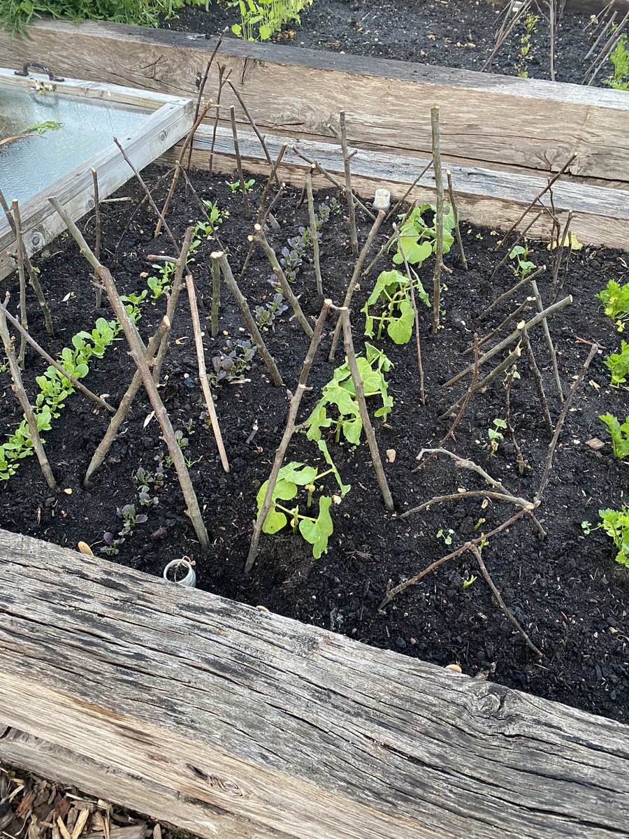 I try to be generous but having fed the birds the first two crops of seedlings, this sowing is being stick spike protected…