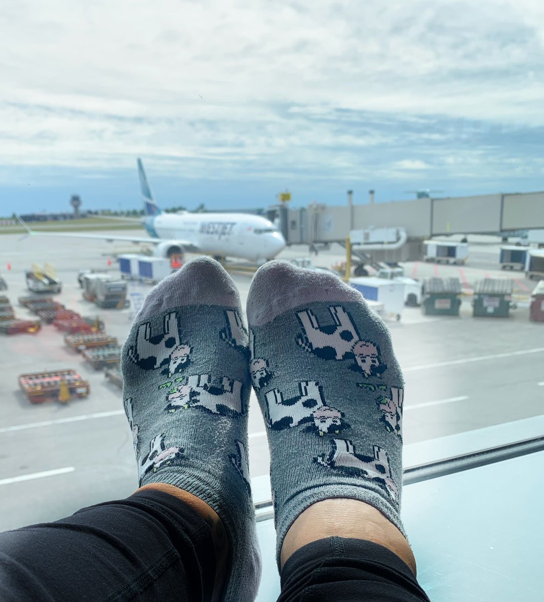 No better socks than these for my flight to #Alberta especially since today is #FarmersDay.  Someday when I’m not on a weight cut I’m going to eat everything in the province.  #Cows #BEEF #FarmersDaughter #Holstein