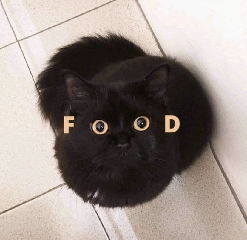 suecorvette's tweet photo. I finally understand what the cat wants when he wakes me up at 4 am https://t.co/e4UPKLGt4t