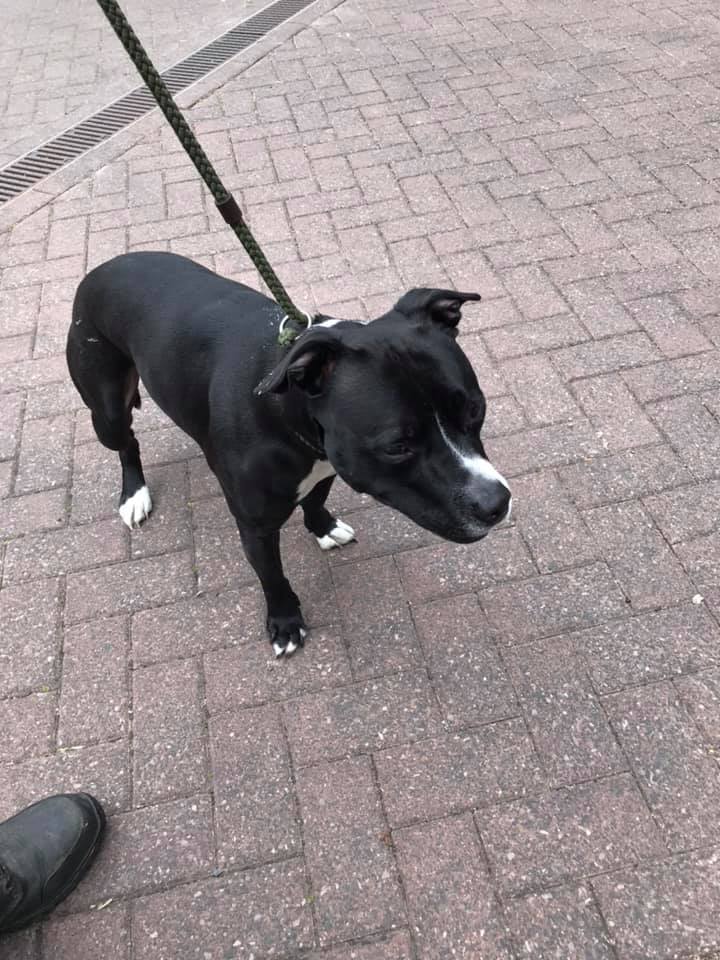 The_Animal_Team's tweet photo. #Found #KersalAvenue #Swinton #Salford. The dog has paint on its fur, so may have escaped if workmen have left a door open? Now at #ManchesterDogsHome.  📞0844 504 1212. Proof of ownership will be required. #dogs #dogsoftwitter #founddog https://t.co/JZsuPQoXDr