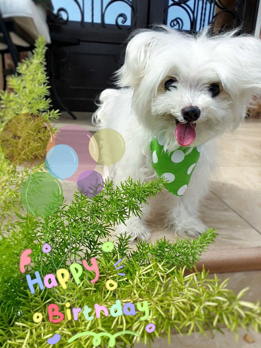 StVanshine's tweet photo. Birthday giirl coming thru 🥳🎉 Perlita turned 13th today but she still a baby idc https://t.co/kllaqkehz8