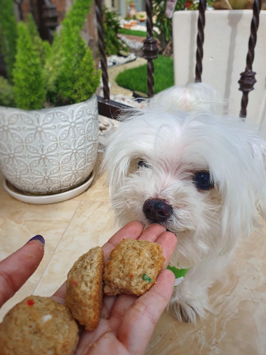 StVanshine's tweet photo. Birthday giirl coming thru 🥳🎉 Perlita turned 13th today but she still a baby idc https://t.co/kllaqkehz8