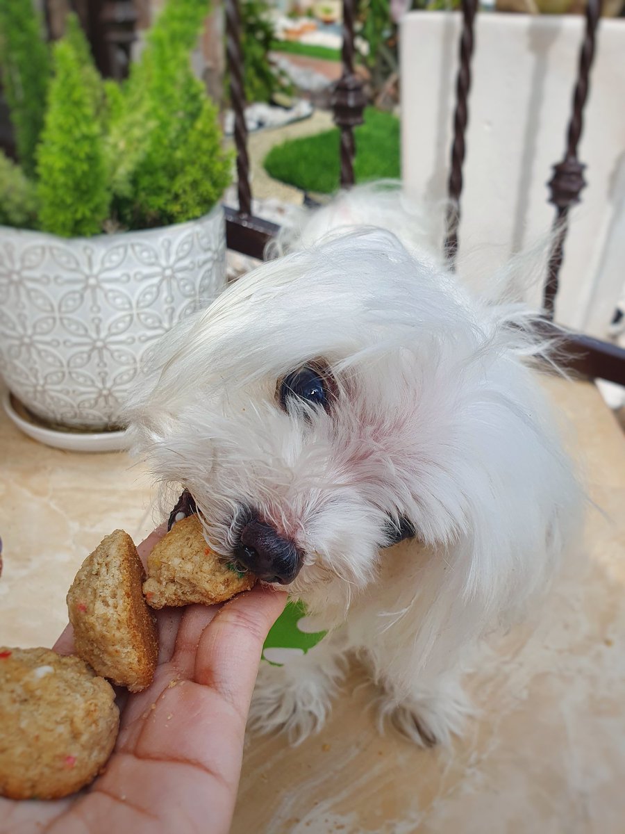 StVanshine's tweet photo. Birthday giirl coming thru 🥳🎉 Perlita turned 13th today but she still a baby idc https://t.co/kllaqkehz8