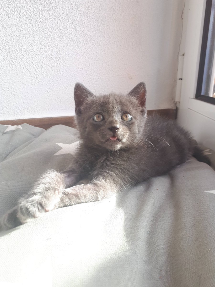 MandyCarter_'s tweet photo. Happy weekend from Amêndoa.😺

She's foster kitten #3, joining Sid and Piper the pipe rescuees

#AdoptDontShop https://t.co/UiWVAx28qL