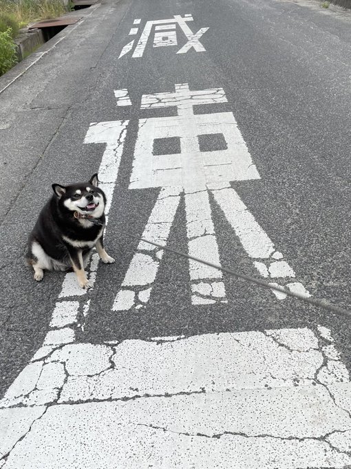 柴犬 行きましぇん 道路標示の 減速 に従う黒柴ワンコの 拒否顔 がかわいい ねとらぼ