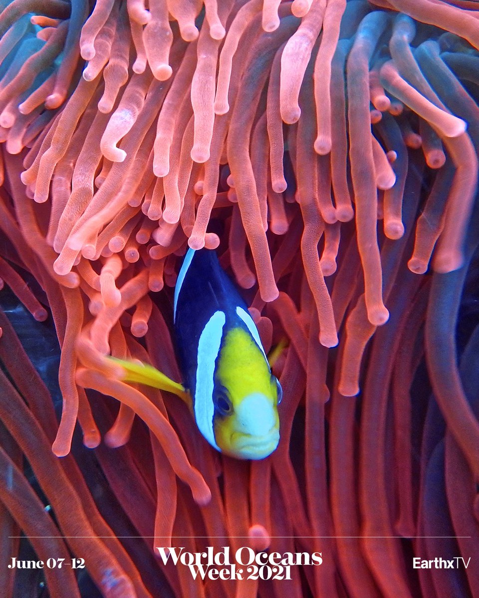 Guess what? We're screening #WorldOceansWeek films again all day tomorrow, Saturday, June 12 on EarthxTV - download our free app or watch at earthxtv.com - link in bio!⁠
⁠

___
#earthxfilm #earthxtv #documentaryfilms #oceanconservation #saveourseas #oceans
⁠