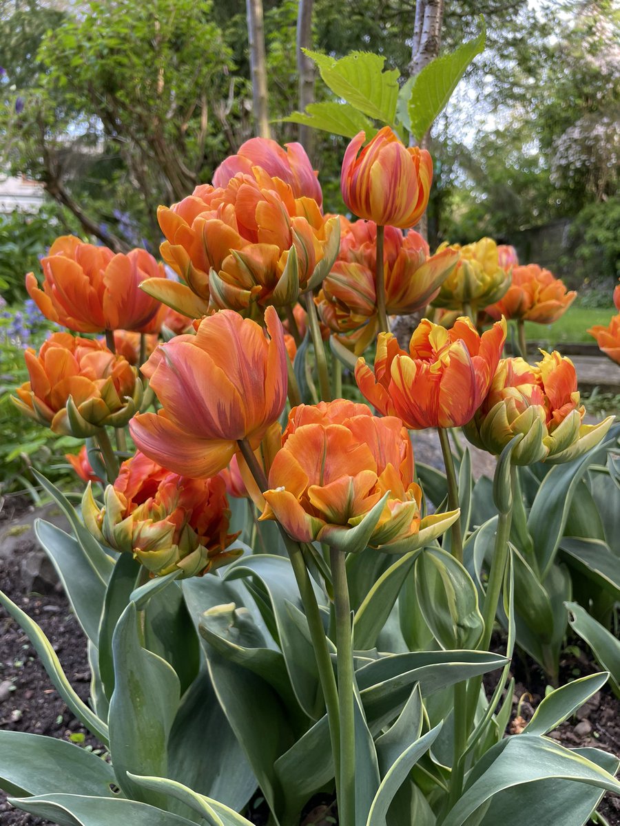 peternieuwland's tweet photo. Een bosje #orangeprincess uit eigen tuin dan maar voor #Amalia https://t.co/QBHo8VQSHj