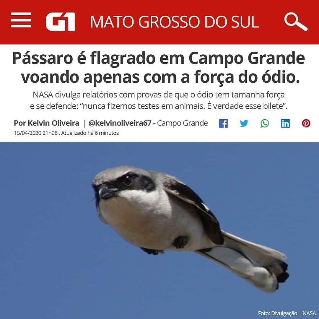 eu se fosse um pássaro