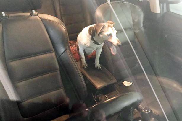 Animal Adoptions UK 🐕‍🦺🐈🐎❤️ tweet media