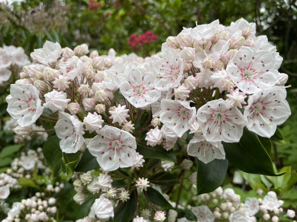 ChrisCarpenter_'s tweet photo. The National Collection of Kalmia Latifolia @SquiresGC Milford are looking stunning right now! @Plantheritage #nccpg #plantheritage #kalmialatifolia #surrey https://t.co/EWCQMPCc6k