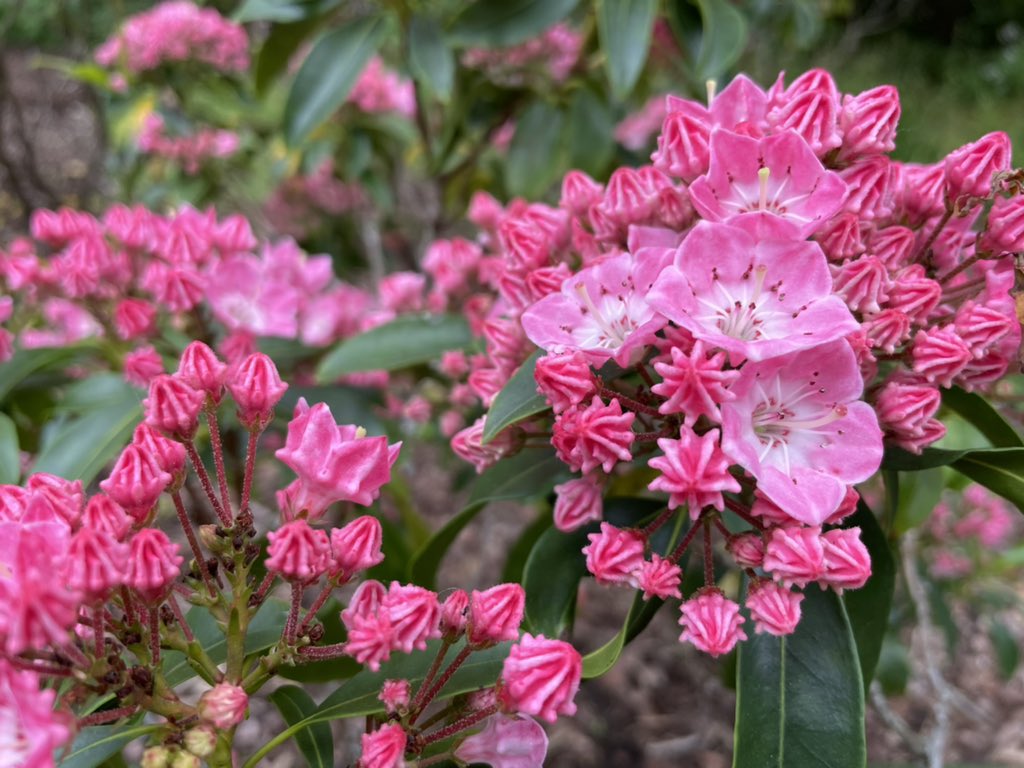 ChrisCarpenter_'s tweet photo. The National Collection of Kalmia latifolia @SquiresGC Milford are looking stunning right now! @Plantheritage #nccpg #plantheritage #kalmialatifolia #surrey https://t.co/pRnqYQ0WPl