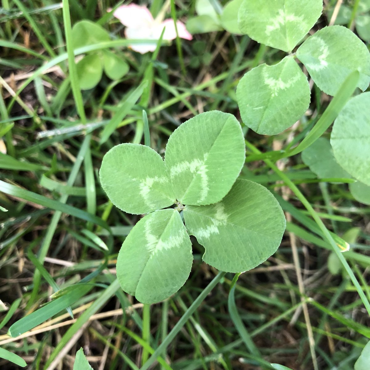 4leafers's tweet photo. No. 554 😊👍🍀 I still find them but don’t pick them anymore 😉 https://t.co/GrDUvPs17a