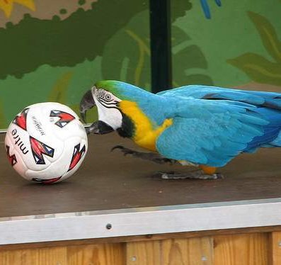 parrot_one's tweet photo. Kibicujecie naszym na EURO 2020? Papug mówi, że sprawdzony przepis na wygraną składa się z trzech elementów. 😀 Biegać jak Forrest Gump, dryblować niczym Tsubasa, strzelać nie gorzej niż Chuck Norris, piłką oczywiście. 👍⚽ https://t.co/u3uMTL4OwE