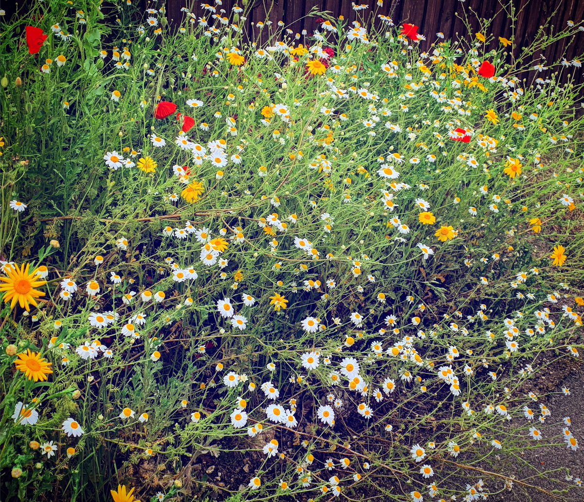 Wildflower explosion 😍😍 #goldenragwort #oxeyedaisy #oxeyedaisies #poppies #wildflower #wild #beauty #blooming #summerflowers #delicate #green #flowersofinstagram #abundance #chaotic