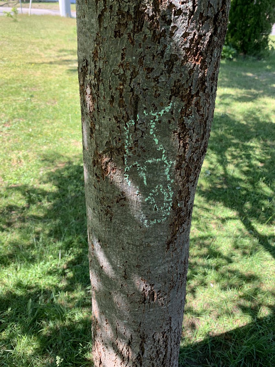 Ms. Mel SMES Pre-Primary tweet media