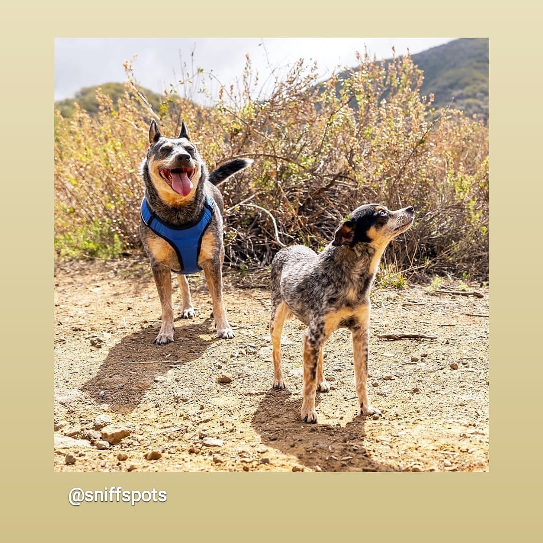 QuailViewRanch's tweet photo. My kids are saying Happy Friday in this picture by the #sniffspot photographer!
#heelermix #cattledogmix #california #acdmix @Sniffspot #santamonicamountains #dogsoutside #dogmom #dogs #dogslife #offleashlife #thousandoaks #malibu #westlakevillage https://t.co/8OLZ85P884