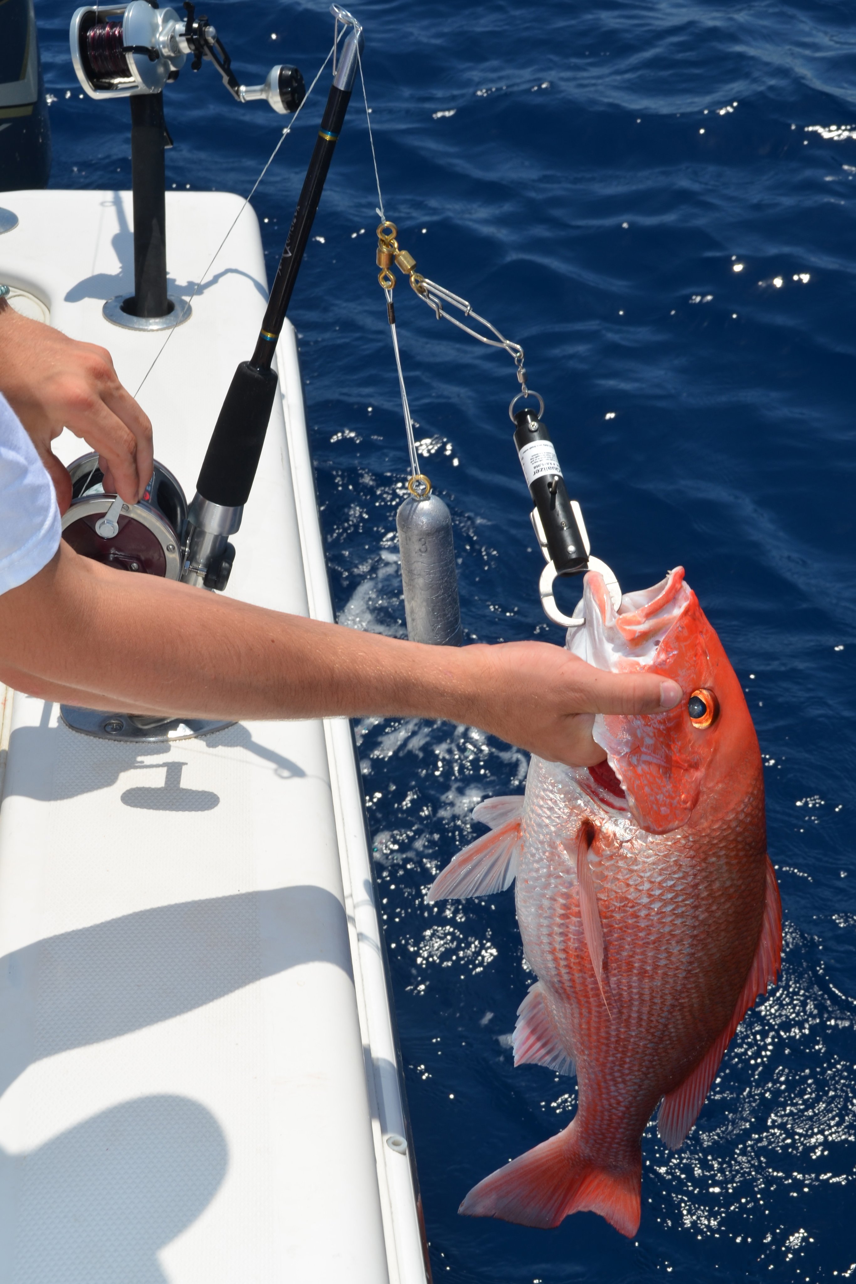 NOAA Habitat on X: Fishing this weekend? Don't forget a fish descending  device to help your catch survive after release. We're working with  partners at @FloridaSeaGrant improving how these tools are being