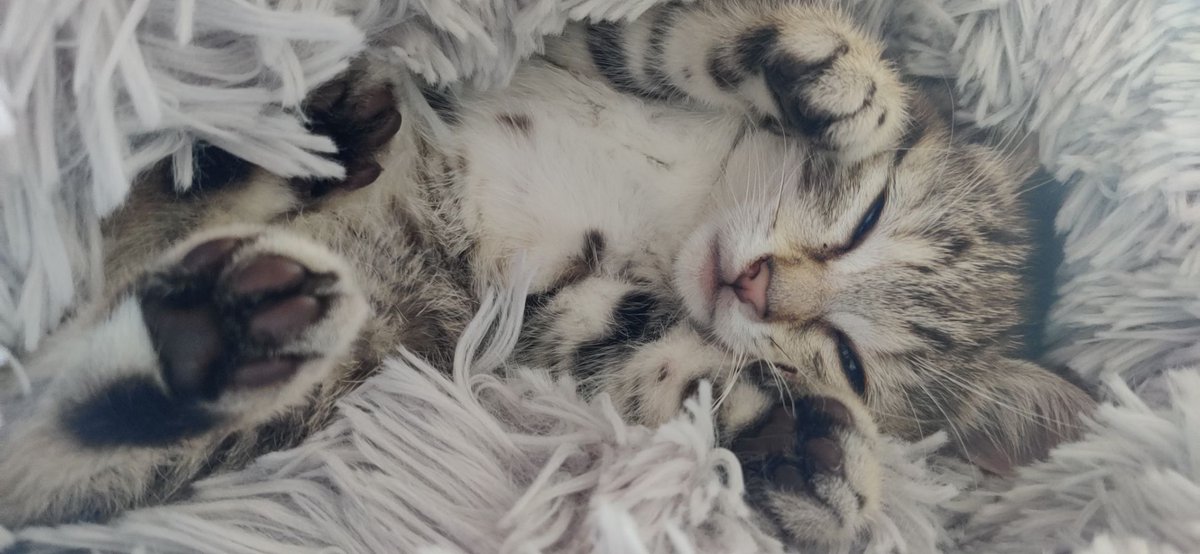 kabooumm's tweet photo. En plus du diplôme j'ajoute 2 bébés à ma vie 😎 https://t.co/Rho0Rcf6Ra