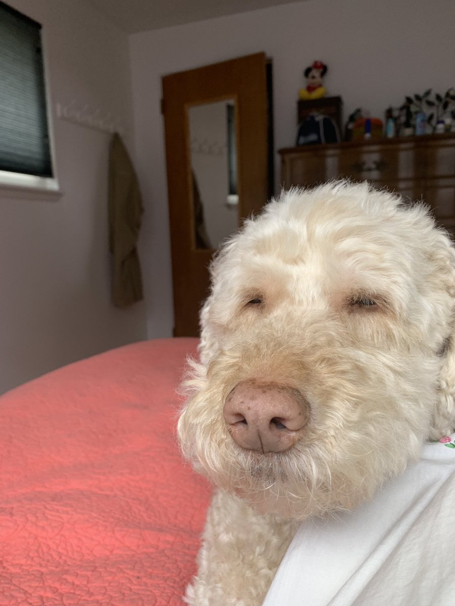 Rainy Seattle day means excellent nap weather. #amwriting #DogsofTwittter #vampires #detectives #jenehilt #newrelease