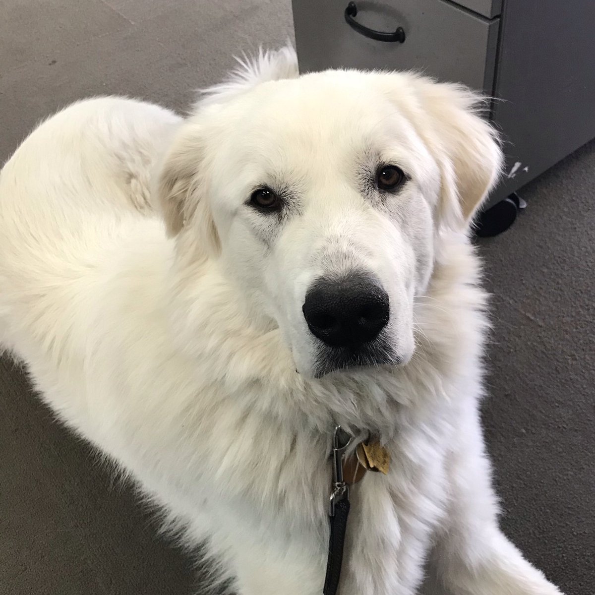 Meet Amelia, one of our member dogs at <a href="/SatWorkplaces/">Satellite Workplaces</a>. Amelia loves to keep our #CommunityManager in Santa Cruz company. She hangs out under Ian’s desk as he welcomes and assists members. Who’s the #furryfriend you bring to work? Send us pictures! #officedogs <a href="/SatSantaCruz/">The Satellite SC</a>