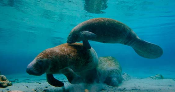 SiestaBeachside's tweet image. Find out more about the Sarasota area. We have it all, from dining, culture, marine life, and of course our beach at Siesta Key! siestakeybeachsidevillas.com/area-informati…
#sarasota #sarasotabeach #ringling #siestakey #siestakeybeach #srq #beachresort #floridavacation #srq #thingstodo