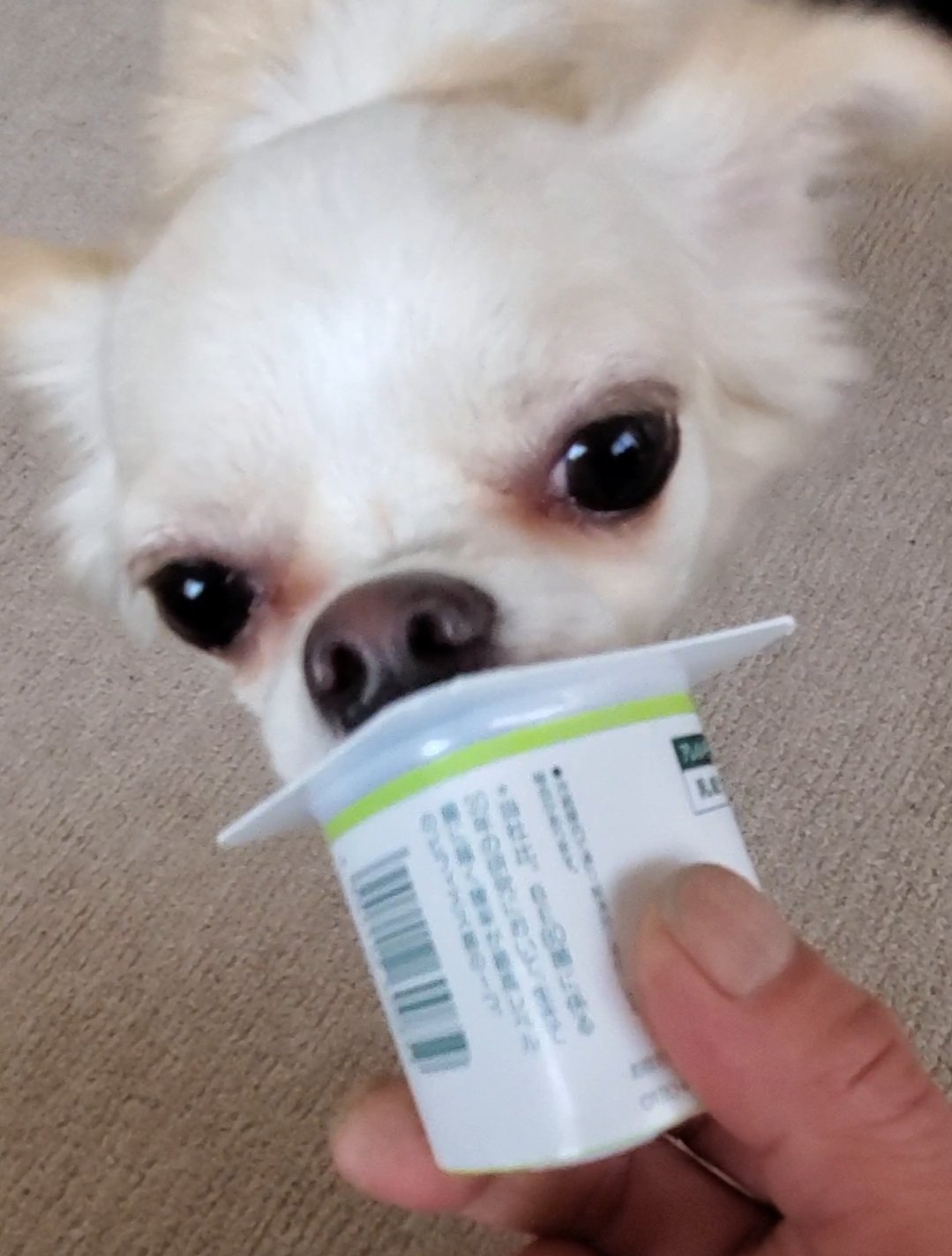 変顔犬 Twitter Search Twitter
