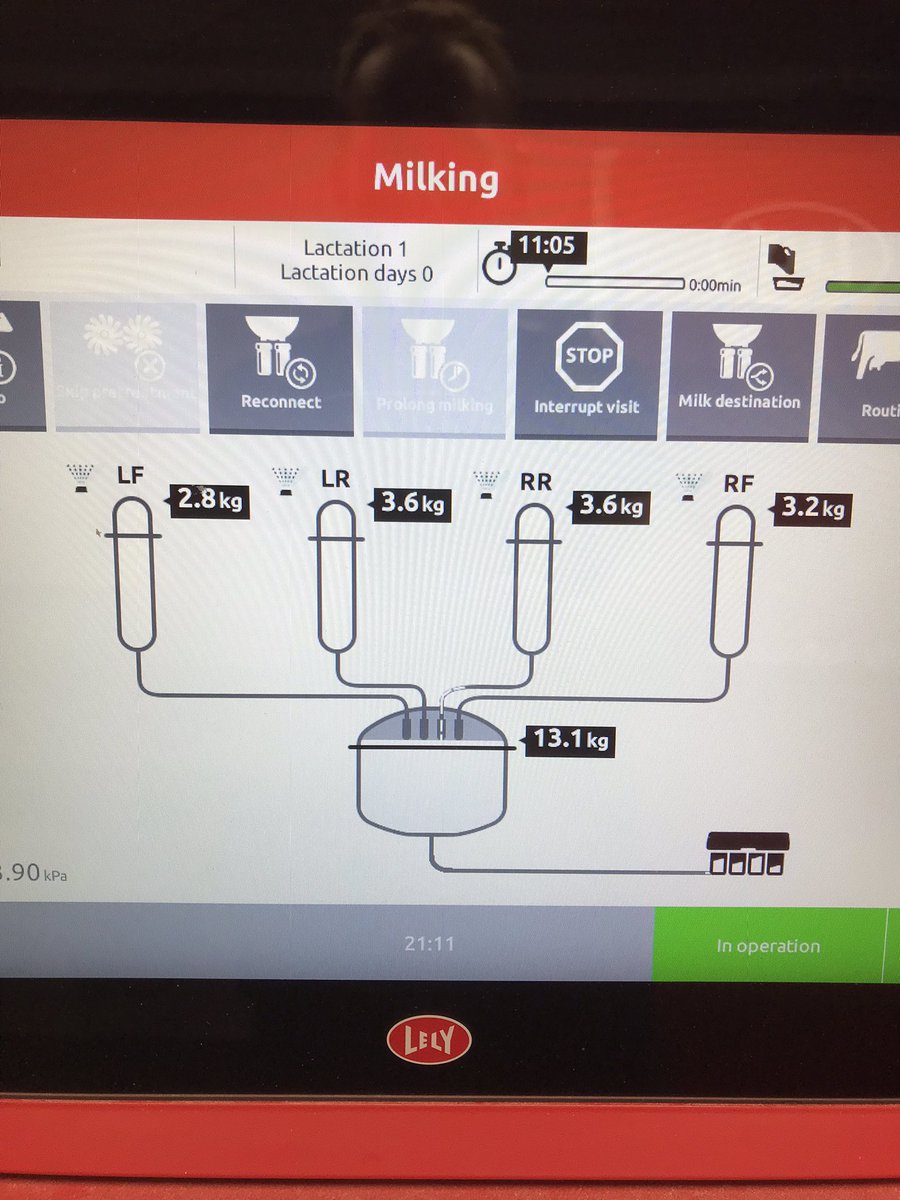 1st milking for this 24mth old heifer.  Over 13 litres.  It’s a good start 👍