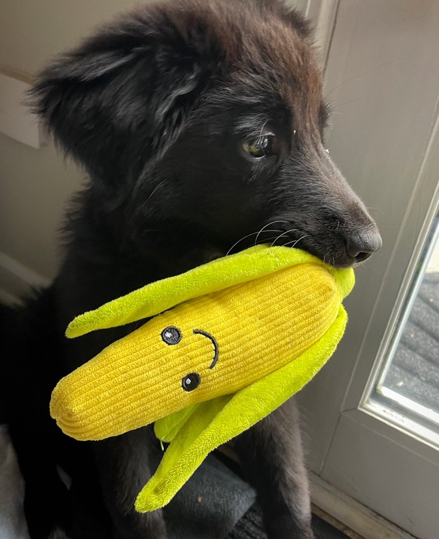 RootedIn1's tweet photo. Happy National Corn on the Cob Day! #goldenharvest #makeitagoodone #rootedin #plant2021 @GldnHarvest #topproducer #GHmodels #teddybear #farmdogs #puppiesoftwitter https://t.co/O3AiYKOPui