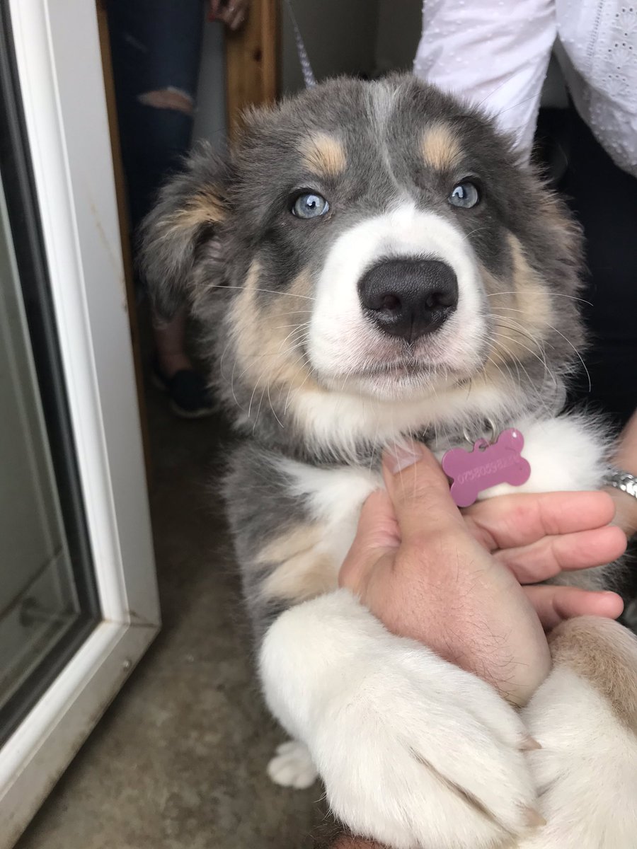 ScotIncGrowth's tweet photo. As we near the end of yet another week amidst the challenges thrown up by Covid here’s a picture to gladden your heart - meet a new wee friend we made today #beyondadorable https://t.co/0wfsQIMuAy