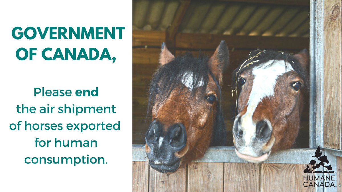 LAST CHANCE! If you haven’t signed yet, pls add your name to the petition, sponsored by <a href="/beynate/">Nate Erskine-Smith</a>, asking our Gov't to stop the live export of horses for human consumption. Tag your MP &amp; tell them that you want to end live horse export NOW petitions.ourcommons.ca/en/Petition/De… <a href="/defendhorsescan/">CHDC #Horseshit.ca</a>