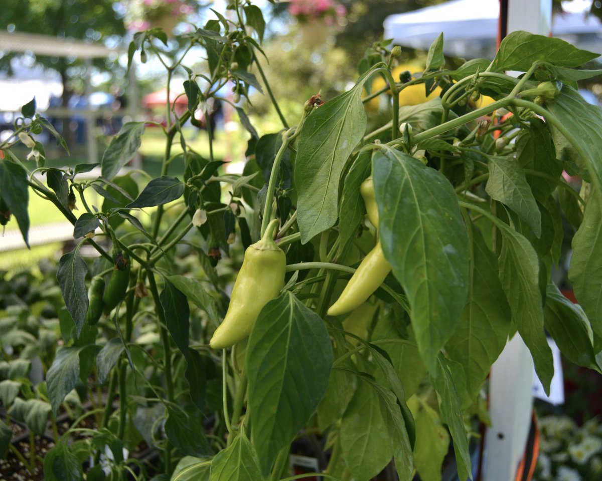 FtWaynesFM's tweet image. Name that plant!

#ftwaynesfm #freshfw #namethatplant #fortwayne #farmersmarket
