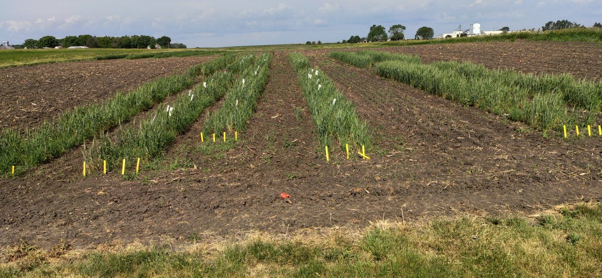 Rare sight to see in Iowa! Maintainer and CMS seed increase in our Ames location. #HybridWheat #PowerPollen