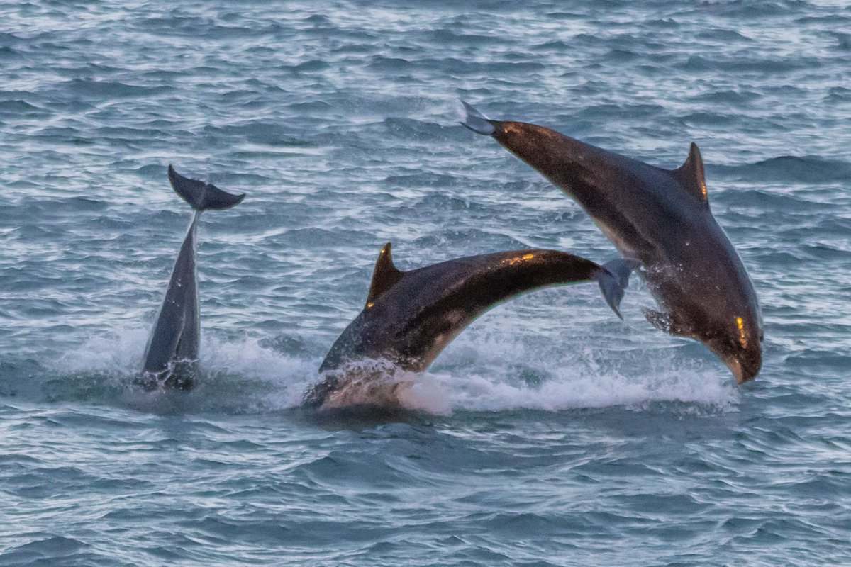 Triple fins - What a display at Roker yesterday 😍😍🐬🐬🐬🐬 #fins #dolphin #dolphins #cetacean #cetaceans #bottlenosedolphin #sealife #nature #NaturePhotography #wildlife #wildlifephotography #sunset #roker #ocean