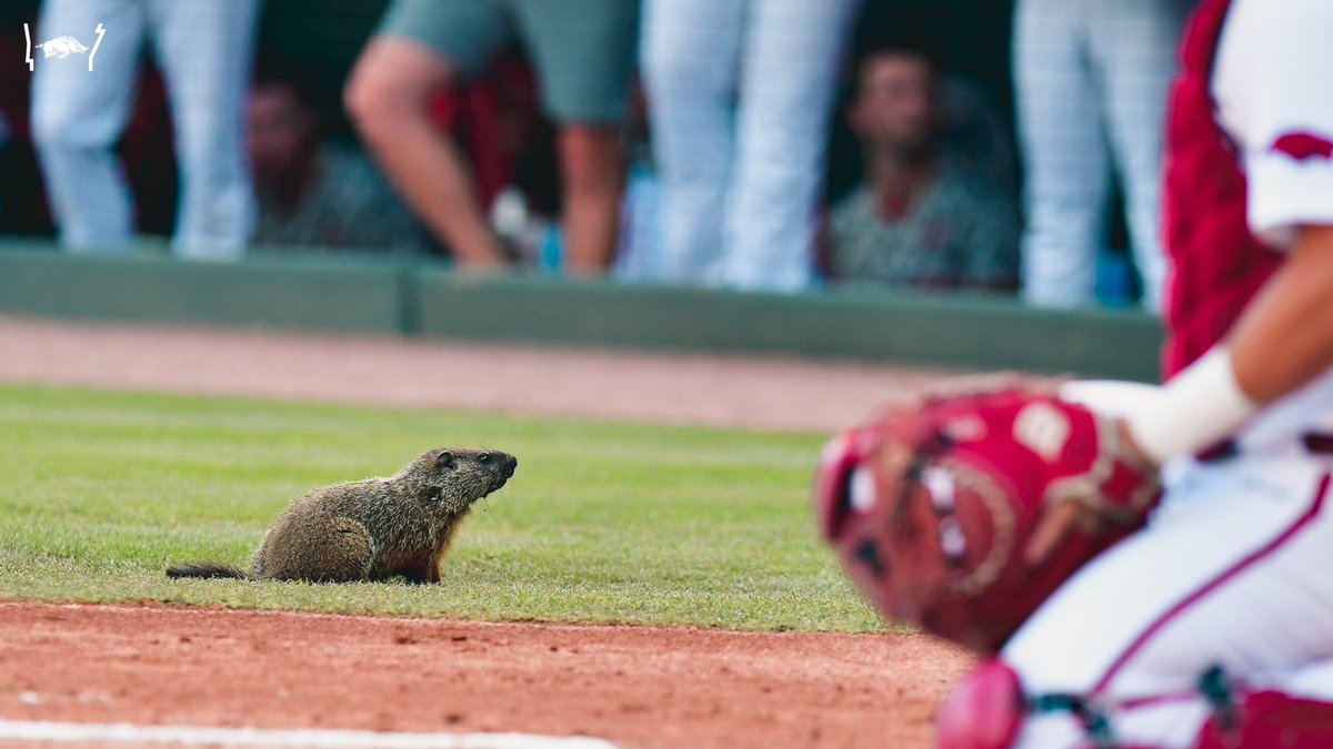 RazorbackBSB's tweet photo. Not a beaver. https://t.co/LOBIKvIWAE