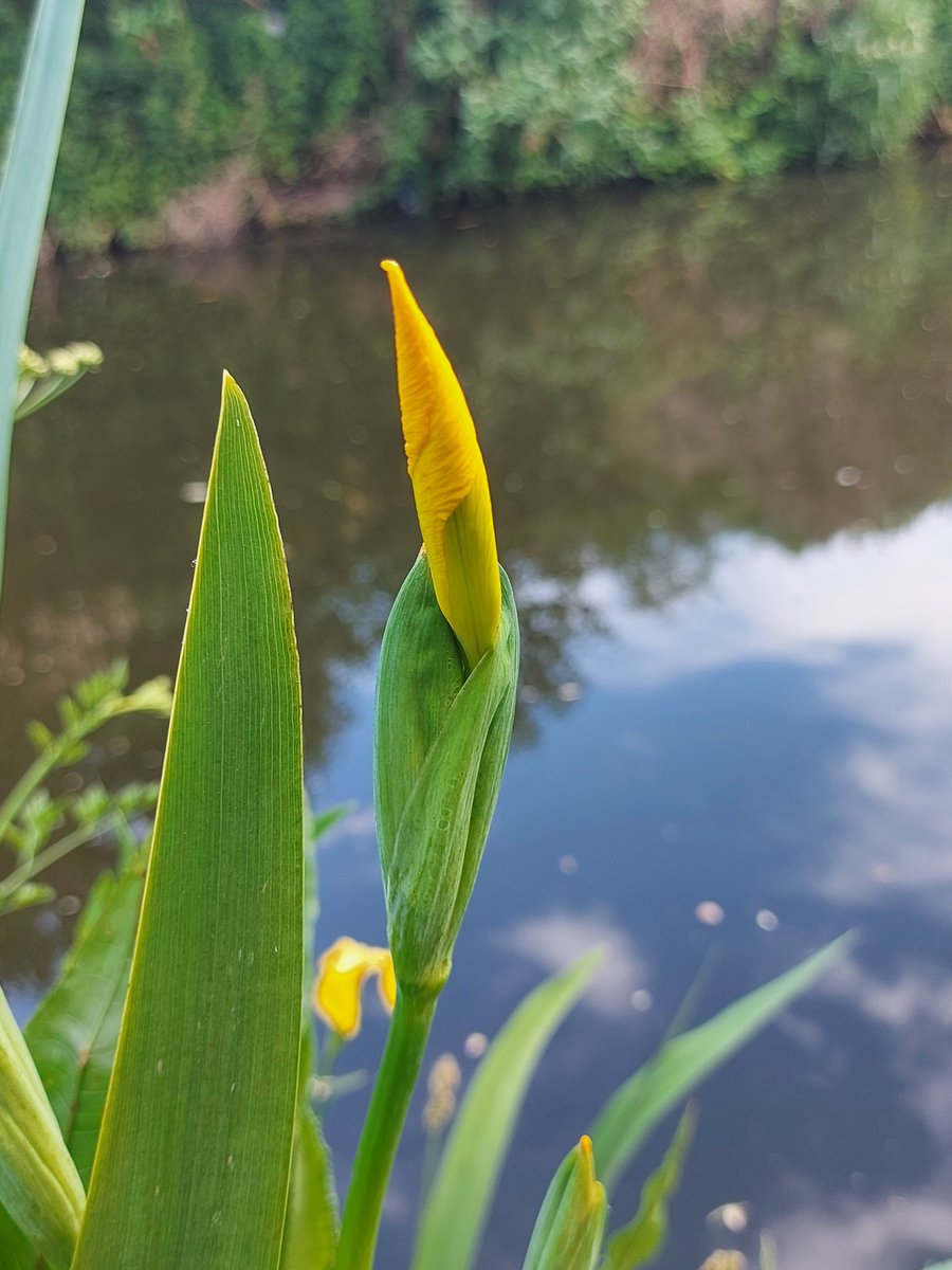 Day 11 of #30DaysWild and the usually very green #StourbridgeCanal is starting to get some colour