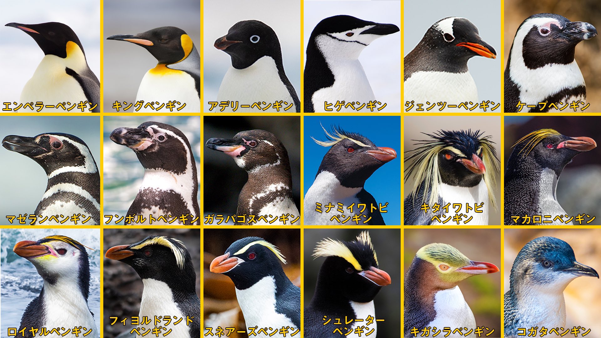ペンギン図鑑  ペンギン図鑑～18 types of penguin～」- 海福雑貨通販部