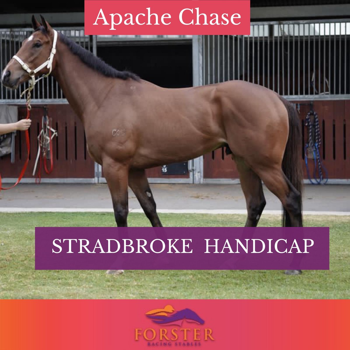 Desracing74's tweet photo. It's a beautiful sunny day here in Brisbane and a big day for Apache Chase running in the Stradbroke Handicap, ridden by Jim Byrne! 

He has been doing good this week, nice, bright and well! 
Race 8 at 3:53pm

@EagleFarmRacing @racing_qld #apachechase #stradbrokehandicap https://t.co/jbEh8Bngjs