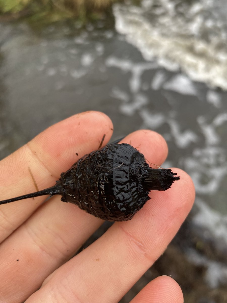 What am I? 🤔🤔

Please help Twitter-Land. 
These funny little things were found washed up on the shore of the Wilson Inlet by a resident (by the bucket load!).

I’m stumped. Did it come from the Inlet? Did it wash in from the catchment? 

If you have any ideas, please share!