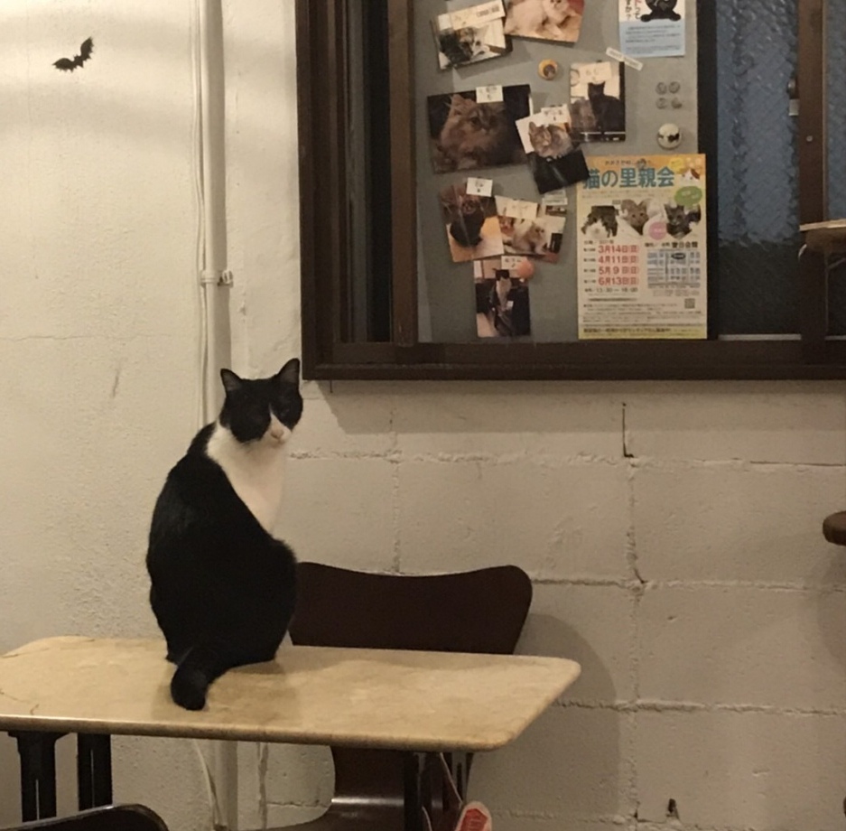 キャッテリア クラウド ナイン Catteriacloud91 Twitter キャッテリア クラウド ナイン Catteriacloud91 Twitter