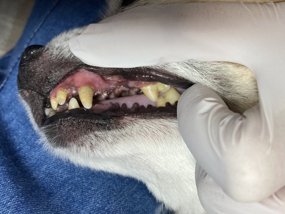 犬の無麻酔歯石取り