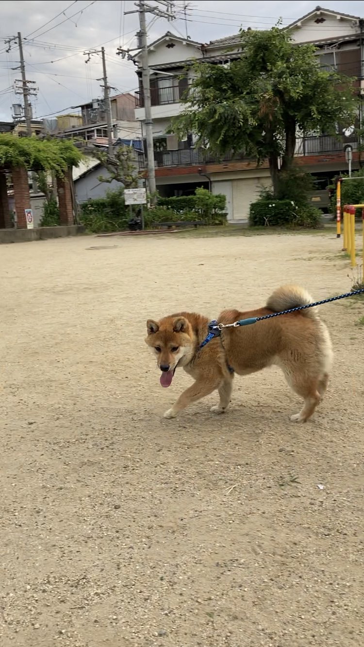 走る柴犬 Twitter Search Twitter