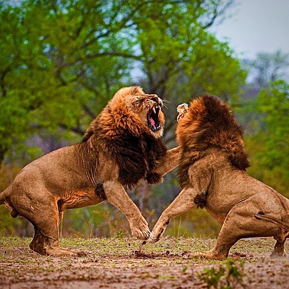 Male Lions Fighting